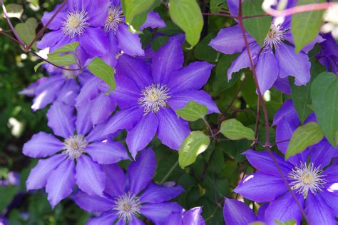 Snoeiregels en doorbloei: Clematis .